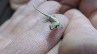 A Quick Guide To Mourning Geckos Lepidodactylus lugubris [upl. by Kopp581]