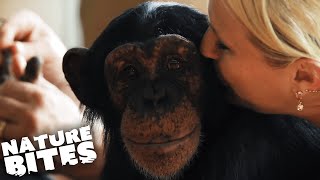 Raising Chimpanzees as Humans  Nature Bites [upl. by Priebe]