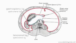 Peritoneal Cavity  Part 3  Anatomy Tutorial [upl. by Roma]