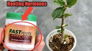 What are Rooting Hormone Powder  How to Use Rooting Hormone to Grow Plants from Cuttings [upl. by Aridatha802]