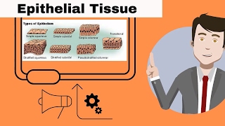 Epithelial Tissue for beginners [upl. by Ina]