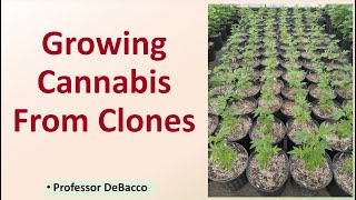 Growing Cannabis From Clones [upl. by Phaidra]