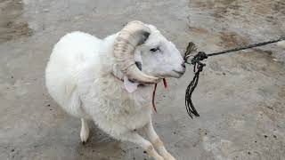 vilayati sheep and rampuri baby sheep in Hyderabad qurbani ke mende [upl. by Rahas]