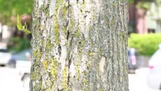 How to identify ash trees [upl. by Enialed]