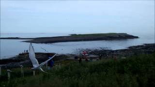 Arctic tern attack [upl. by Kathlin]