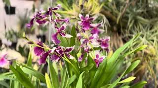 Miltonia orchids [upl. by Ycniuqed98]