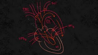 Cardiología Insuficiencia cardiaca quotizquierda y derechaquot [upl. by Cantlon]