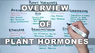 Plant Hormones  Types and Functions [upl. by Leighland]