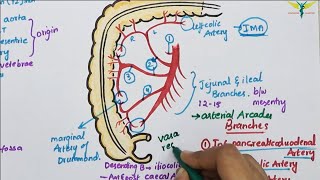 Superior Mesenteric ArterySMA  Course  Divisions  Termination [upl. by Cassandre858]