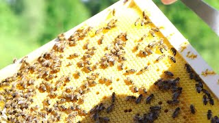 Bienen Ableger Brutwabenableger im Frühjahr erstellen [upl. by Yaffit981]