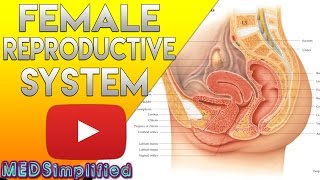 Female Reproductive System Made Easy  Organs amp Functions [upl. by Otis]