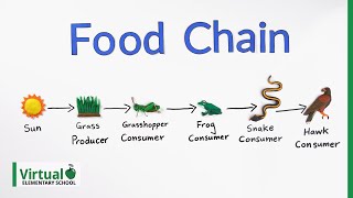 Grade 4 Science How Do Food Chains Work [upl. by Layney]