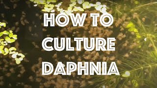 How To Culture Daphnia Magna [upl. by Nivlen369]