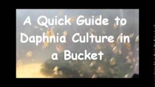 How to culture daphnia outside [upl. by Geilich971]