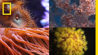 Coral Reefs 101  National Geographic [upl. by Yerdua]