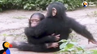 Watch how the Indonesian man impregnated A chimpanzee  sex assault [upl. by Enirhtak]