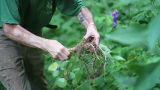 Rover Bellflower Campanula rapunculoides [upl. by Helfant982]