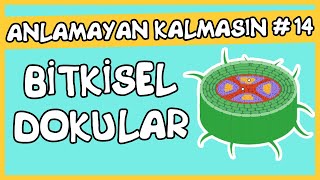 Anlamayan Kalmasın 14 Bitkisel Dokular [upl. by Onirefes]