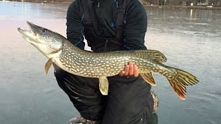 GIANT PIKE THROUGH THE ICE Ice Fishing with a Zen Master [upl. by Arbe]