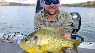 Lake Havasu Spring Fishing For Monster Bluegills [upl. by Lamson]