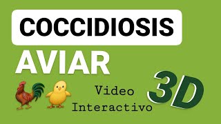 Coccidiosis Aviar  Video 3D  Avicultura Eimeria Ciclo Biológico  Tenella [upl. by Christianity]