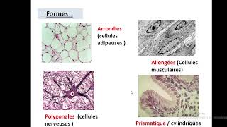 Cytologieبالعربية  1 Organisation generale de la cellule  Part 1 la cellule eucaryote [upl. by Kcirrad]