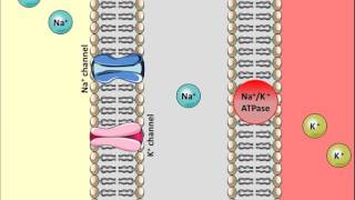 Thiazides Diuretics  Mechanism of action [upl. by Shippee]