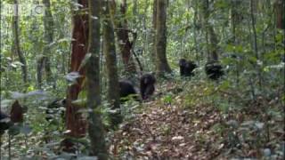 Baby Chimpanzees Playing With Bubbles  BBC Earth [upl. by Anilem824]