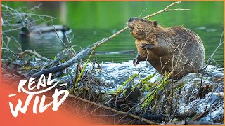 Why Do Beavers Build Dams Natures Engineers Wildlife Documentary  Natural Kingdom  Real Wild [upl. by Edaj]