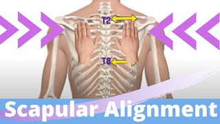 Scapular Alignment Assessment Techniques I Faulty Positions I Shoulder Kinesiology [upl. by Kerat209]