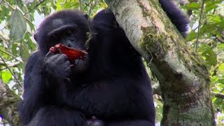 Chimpanzee Cannibalism  Planet Earth  BBC Earth [upl. by Ayotaj]