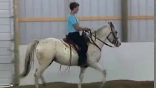 Beginning Gait Training on a Young Horse [upl. by Minica]