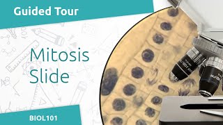 Mitosis Slide Tour BIOL101  Mitosis amp Meiosis Lab [upl. by Missy]