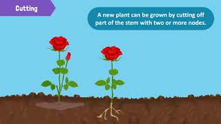 Types of Reproduction in Plants [upl. by Suiddaht568]