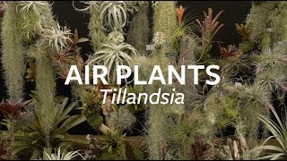 How to look after Air Plants  Grow at Home  Royal Horticultural Society [upl. by Ahsenrad]