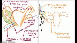 Ligaments of the Reproductive System [upl. by Silvio358]