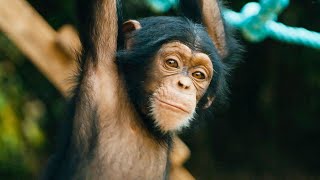 How to Speak Chimpanzee  Extraordinary Animals  BBC Earth [upl. by Amerak]