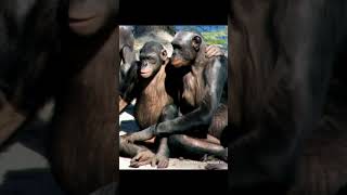 ChimpanzeePan troglodytesTaipei Zoo [upl. by Eaves442]