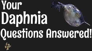 Daphnia Questions Answered [upl. by Entirb]