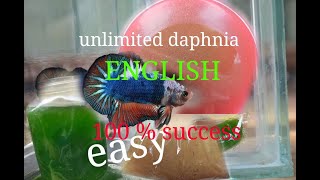 daphnia moina culture Easy way Unlimited production English  with sub Green water Chlorella [upl. by Brandyn]