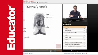 Female Reproductive System [upl. by Adnola122]