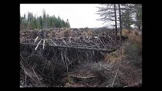 Beaver Dam Collapse Update 2018 [upl. by Ahtiuqal717]