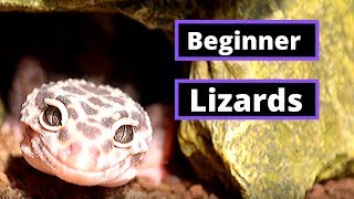 Top 5 Lizards For Beginner Keepers [upl. by Dearr]