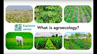 What is agroecology TABLE explainer video series [upl. by Aciemaj]