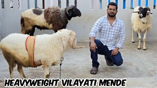 Heavyweight vilayati mende  Rampuri aggressive sheeps available in Malakpet near TV Tower Hyderabad [upl. by Robers]