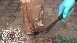 Morsches Holz reparieren mit RENOFLEX  RENOVAID [upl. by Enidlareg761]