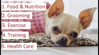 Chihuahua 101  Feeding Grooming Training amp Health Care of Chihuahua [upl. by Rehpetsirhc595]