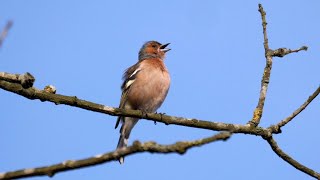 Chaffinch Singing [upl. by Eecart]