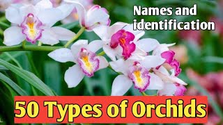 50 Types of Orchids  Names and Identification [upl. by Nelubez74]