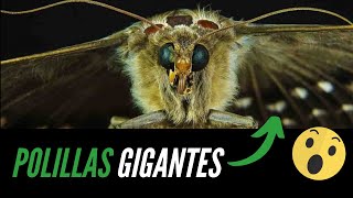 POLILLAS GIGANTES se suman a las avispas gigantes La plaga que alerta a WASHINGTON [upl. by Airec]